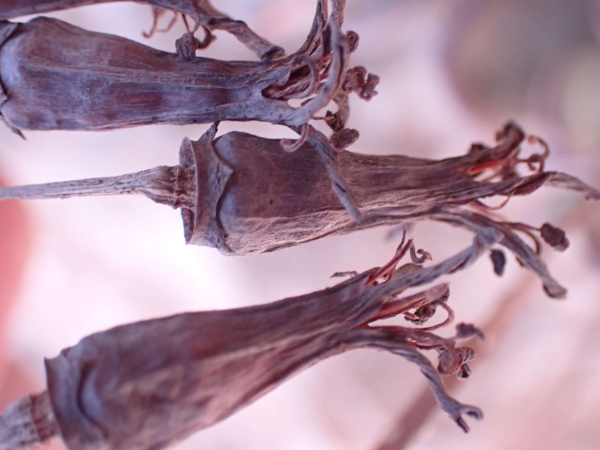 Imagem de Adromischus montium-klinghardtii (Dinter) A. Berger