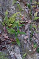 Image de Hedyotis caudatifolia Merr. & F. P. Metcalf