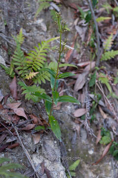 Image de Hedyotis caudatifolia Merr. & F. P. Metcalf