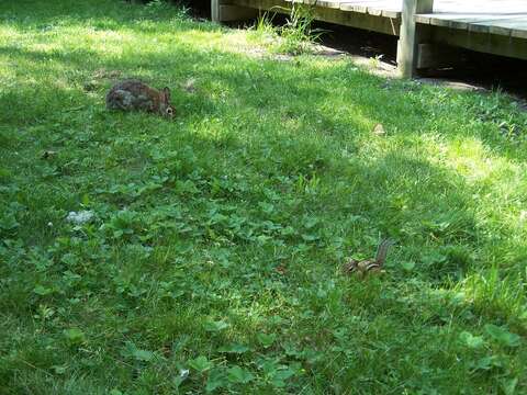 Image of eastern cottontail