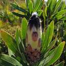 Image of Protea lepidocarpodendron (L.) L.