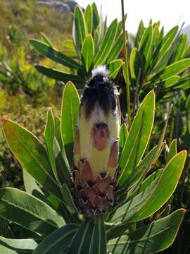 Image of Protea lepidocarpodendron (L.) L.