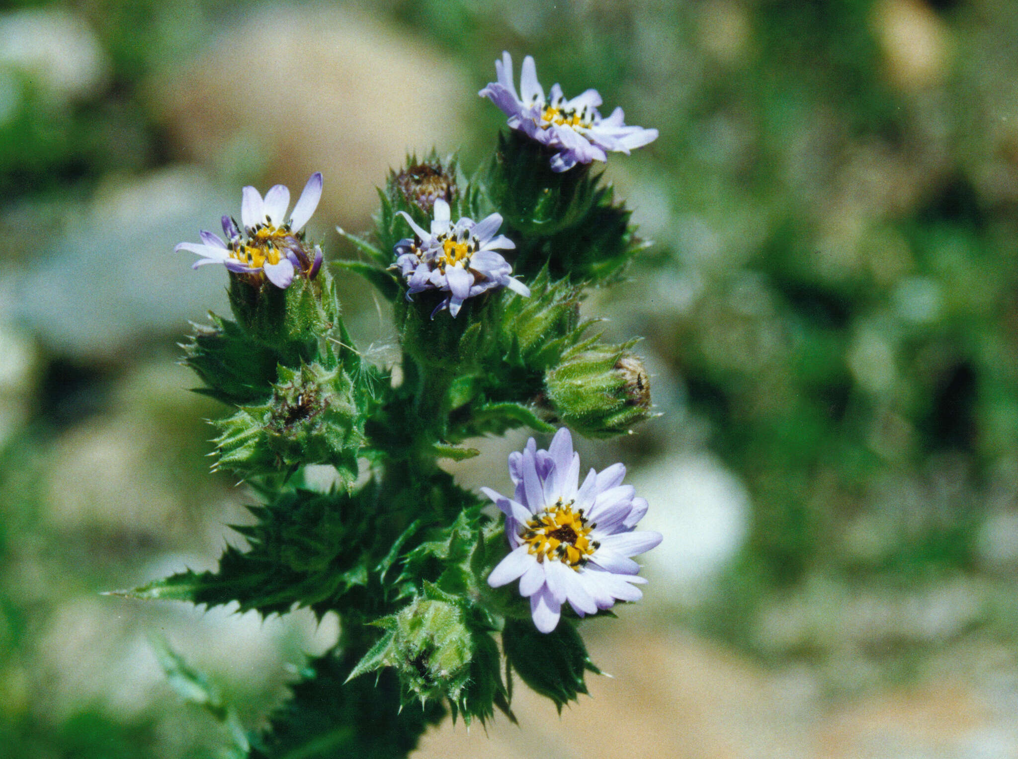 Image of Perezia multiflora subsp. multiflora