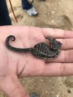 Image of Lined Seahorse