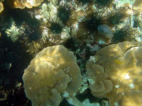 Image of Long-spined sea urchin