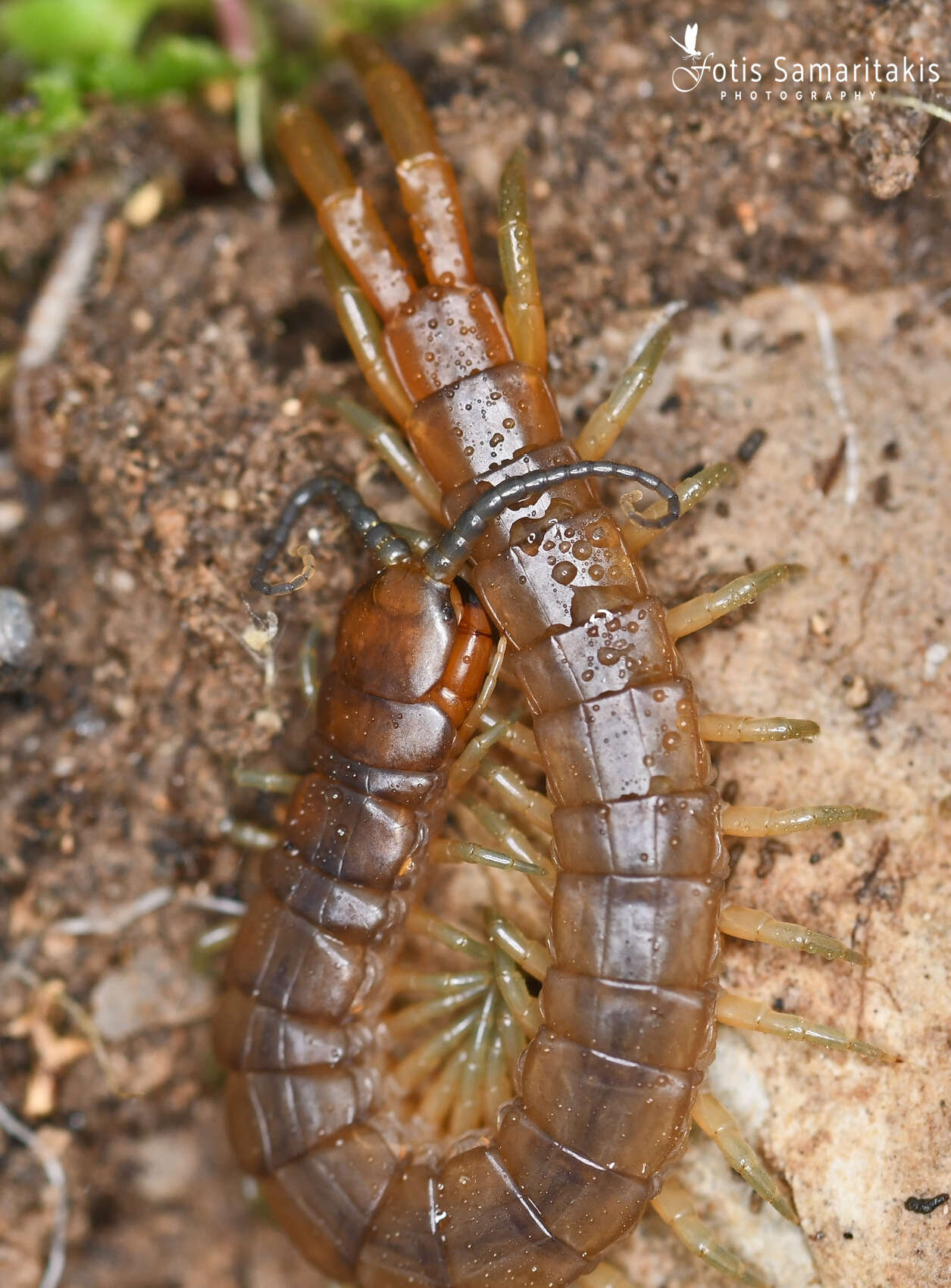 Image of Scolopendra cretica Lucas 1853