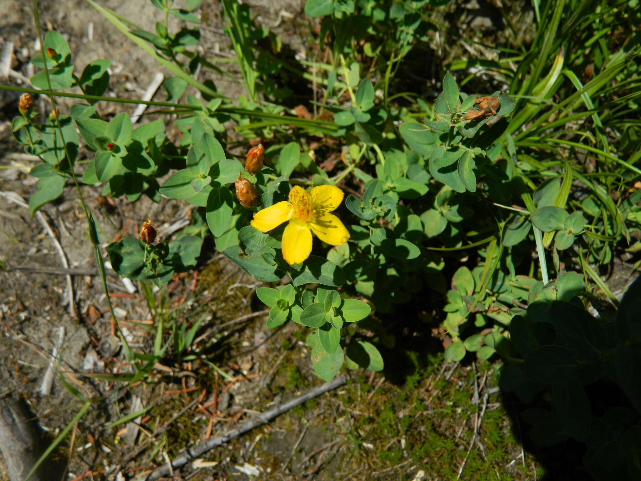 Image of Hypericum formosum Kunth