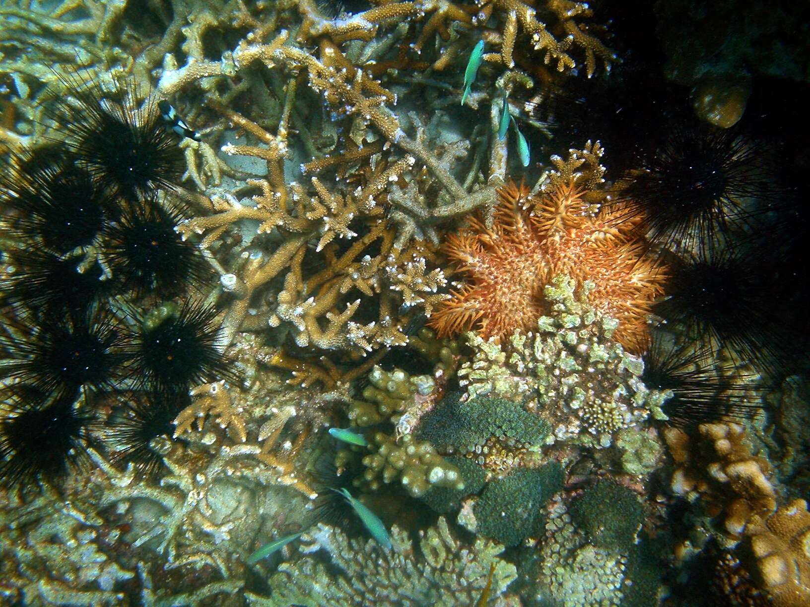 Image of Long-spined sea urchin