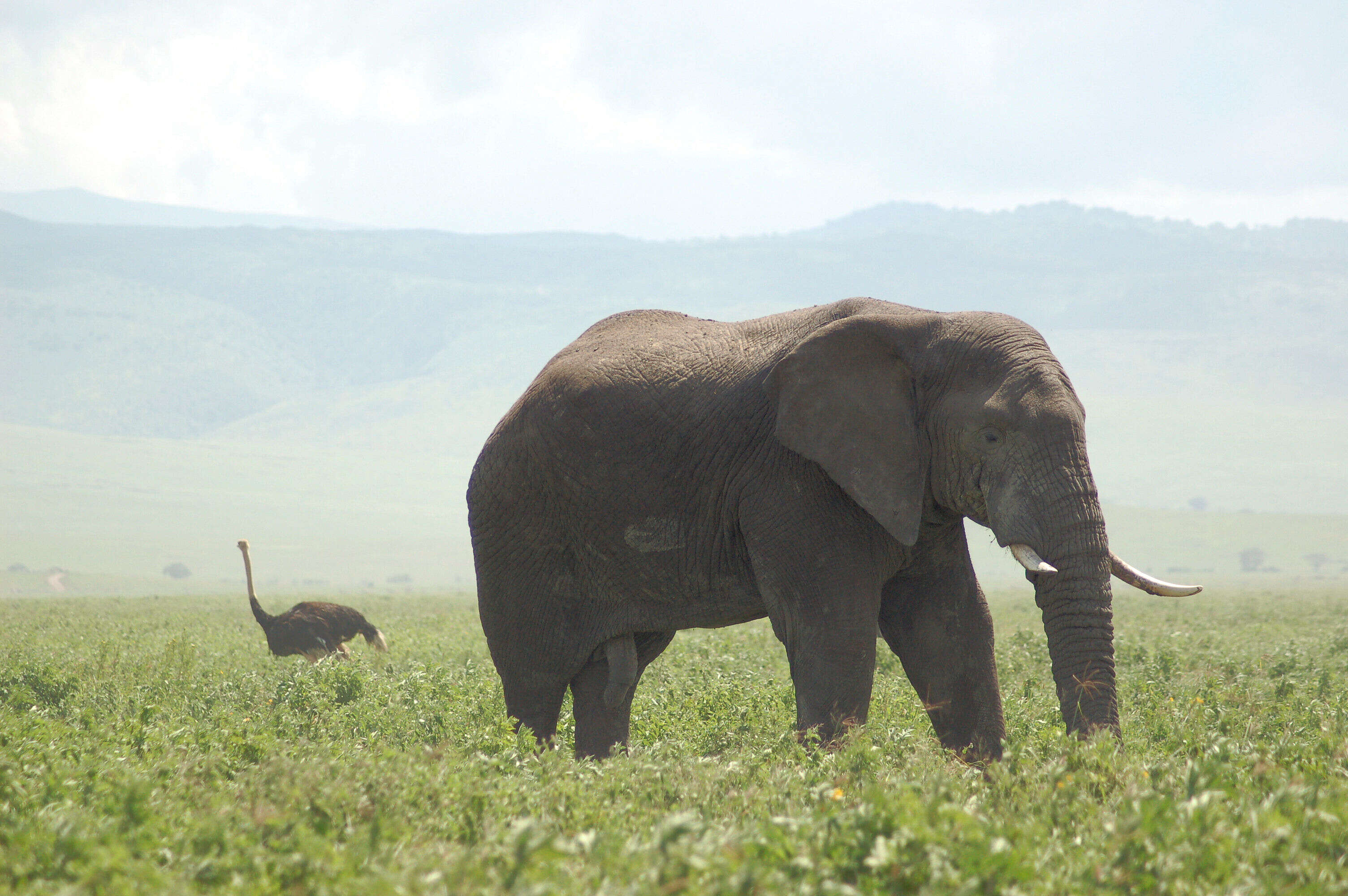 Image of Masai ostrich