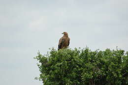 Image of Tawny Eagle