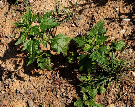 Слика од Oxybasis rubra (L.) S. Fuentes, Uotila & Borsch