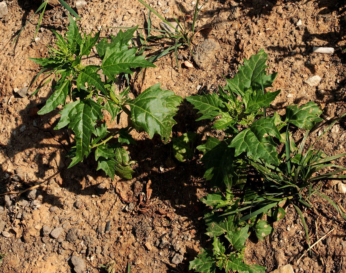 Image of Red Goosefoot