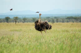 Image of Masai ostrich