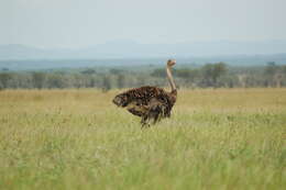 Image of Masai ostrich