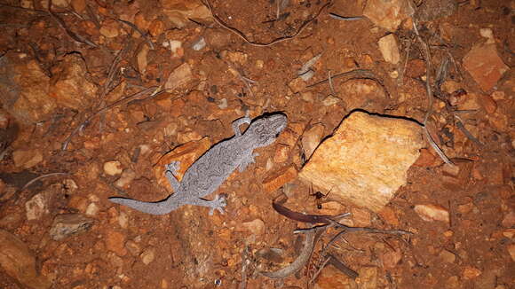 Image of Eastern Spiny-tailed Gecko