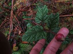 Image of Rubus acanthophyllos Focke