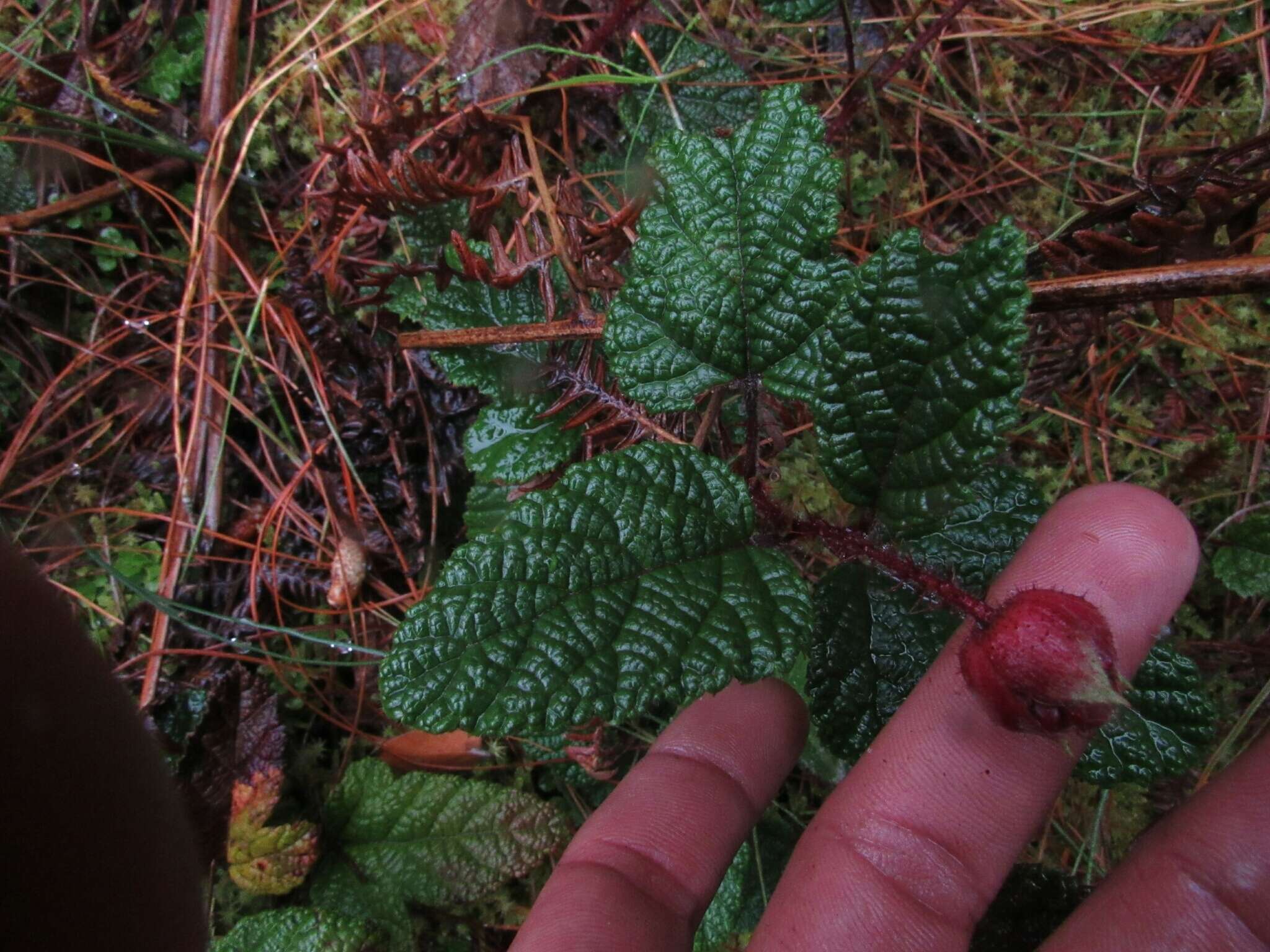 Image of Rubus acanthophyllos Focke