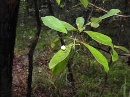 Plancia ëd Psychotria daphnoides A. Cunn. ex Hook.