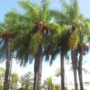 Image of grugru palm