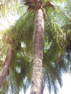 Image of grugru palm