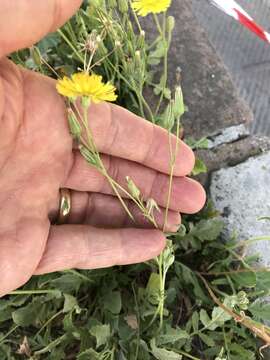 Image of Italian hawksbeard