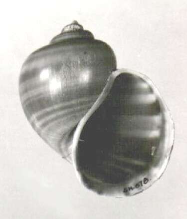 Image of Pomacea dolioides