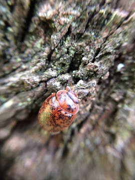 Image of Leaf beetle