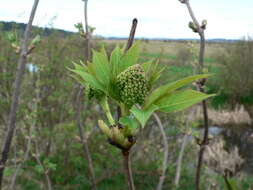 Imagem de Sambucus racemosa L.