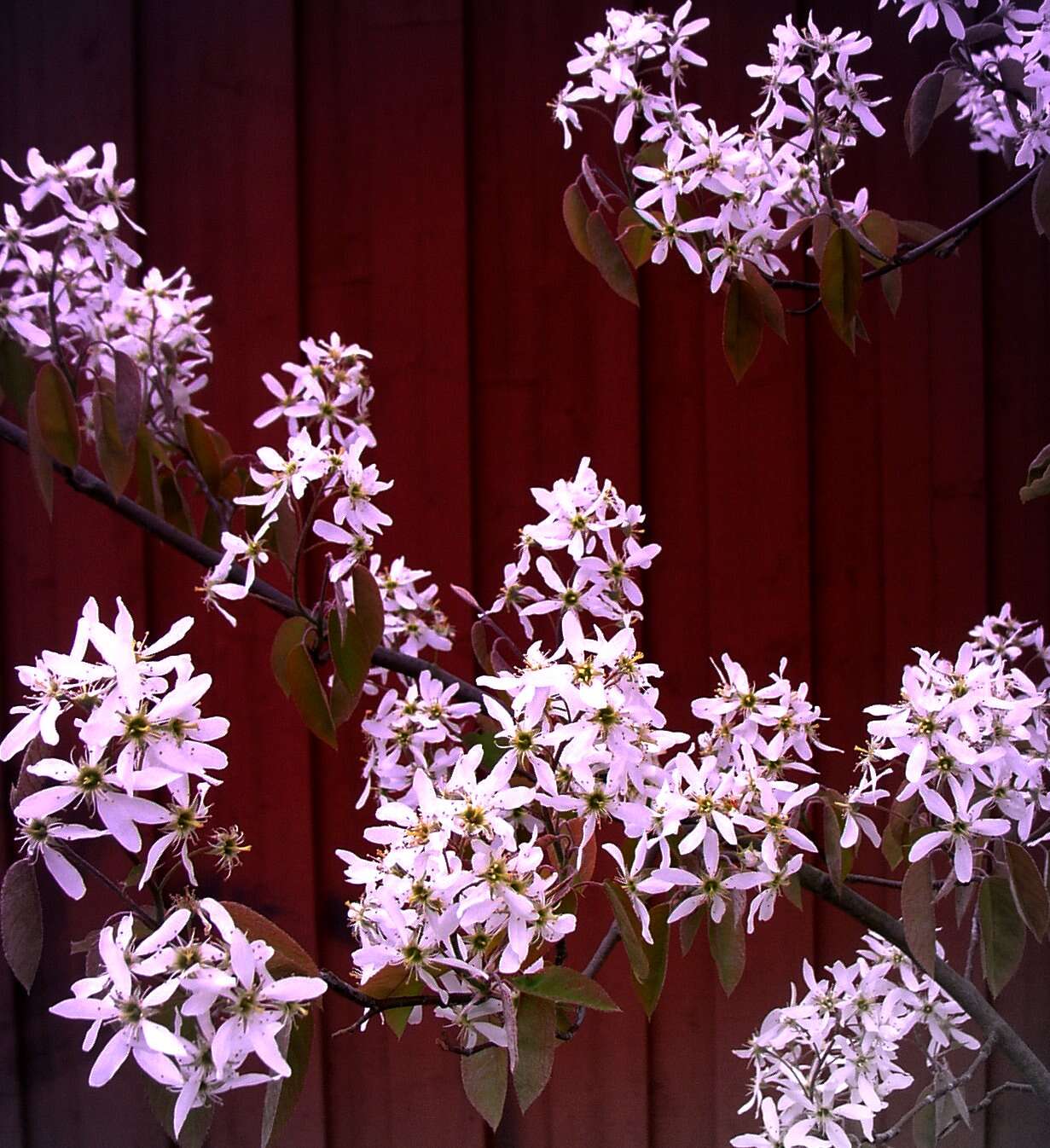 Image of Canadian serviceberry