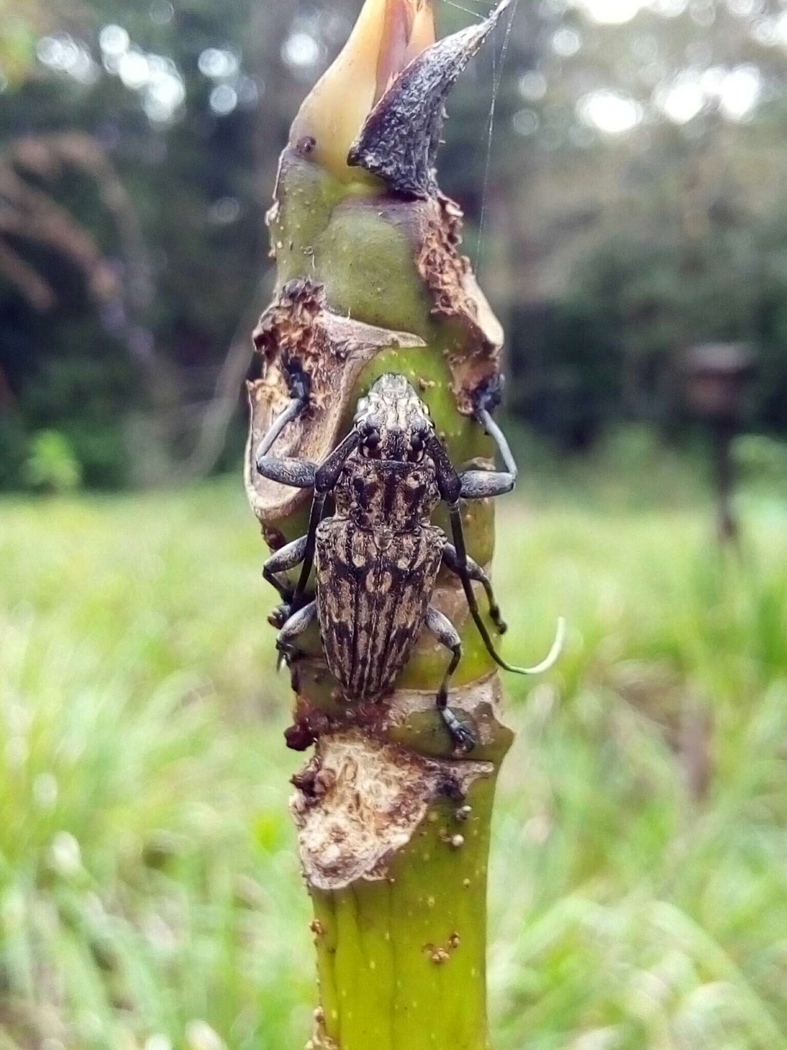 Steirastoma histrionicum White 1855的圖片