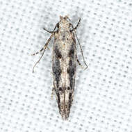 Image of Coleotechnites Flower Moth