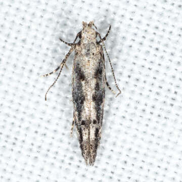 Image of Coleotechnites Flower Moth