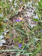 Image of Gentiana karelinii Griseb.