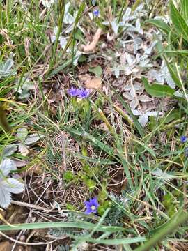 Image of Gentiana karelinii Griseb.