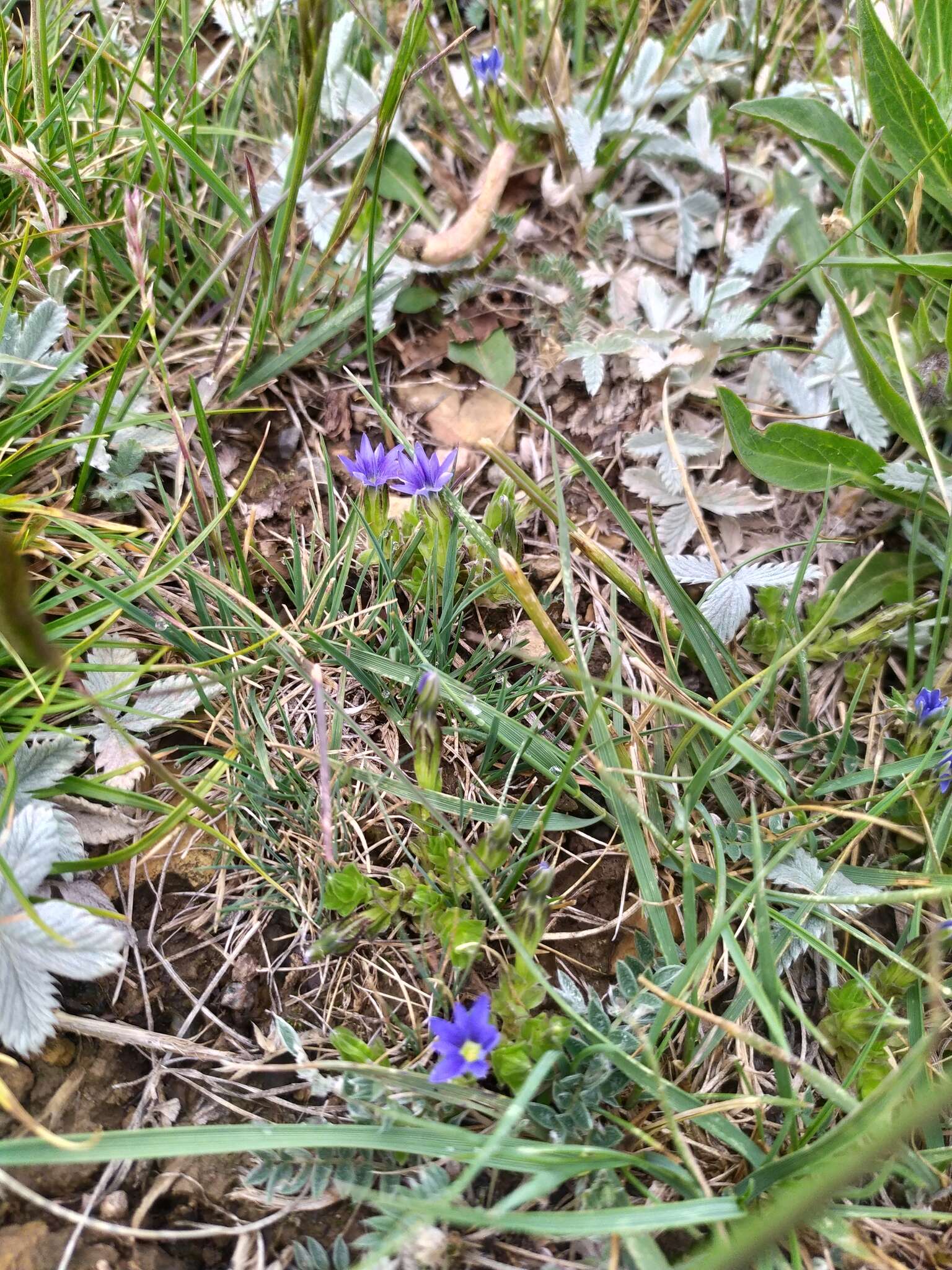 Image of Gentiana karelinii Griseb.