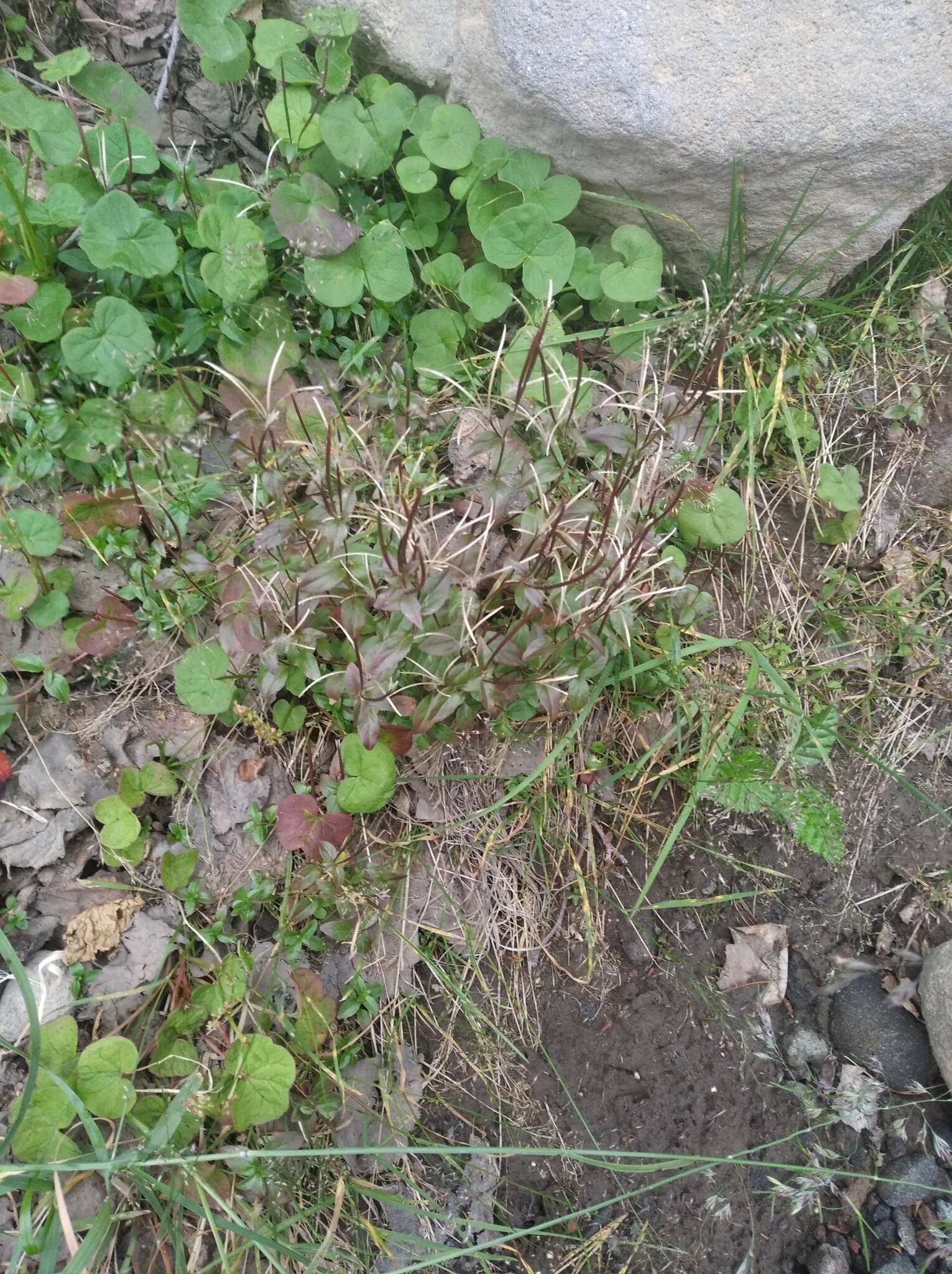 Image of pimpernel willowherb