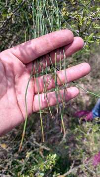 Image of Ephedra triandra Tul.