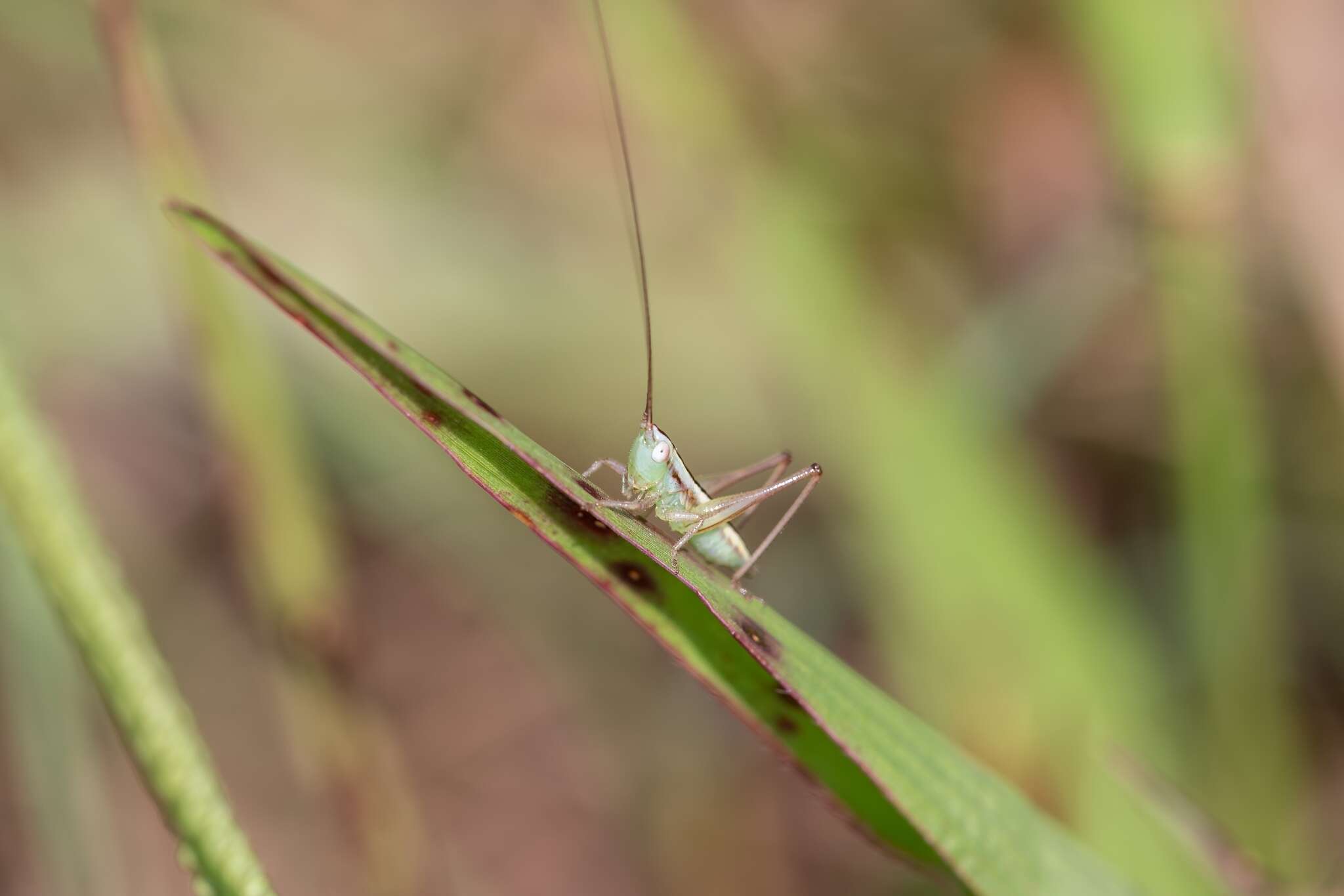 Image of Graceful Meadow Katydid