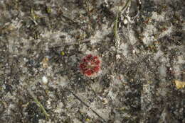 صورة Drosera nitidula Planch.