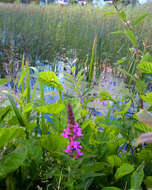 Image of Purple Loosestrife