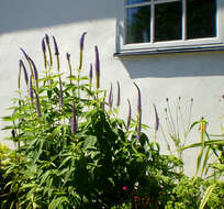 Image of Garden speedwell