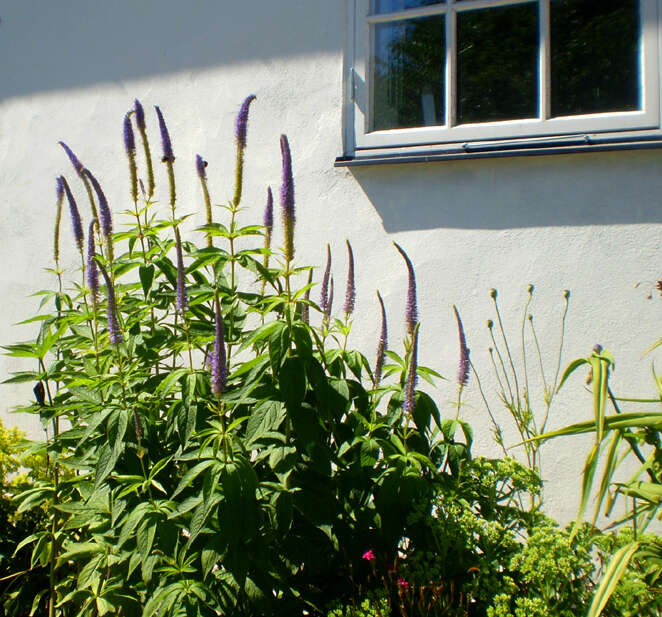 Image of Garden speedwell