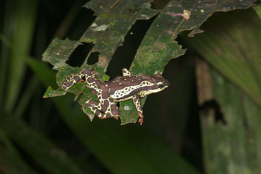 Image of Atelopus spumarius Cope 1871