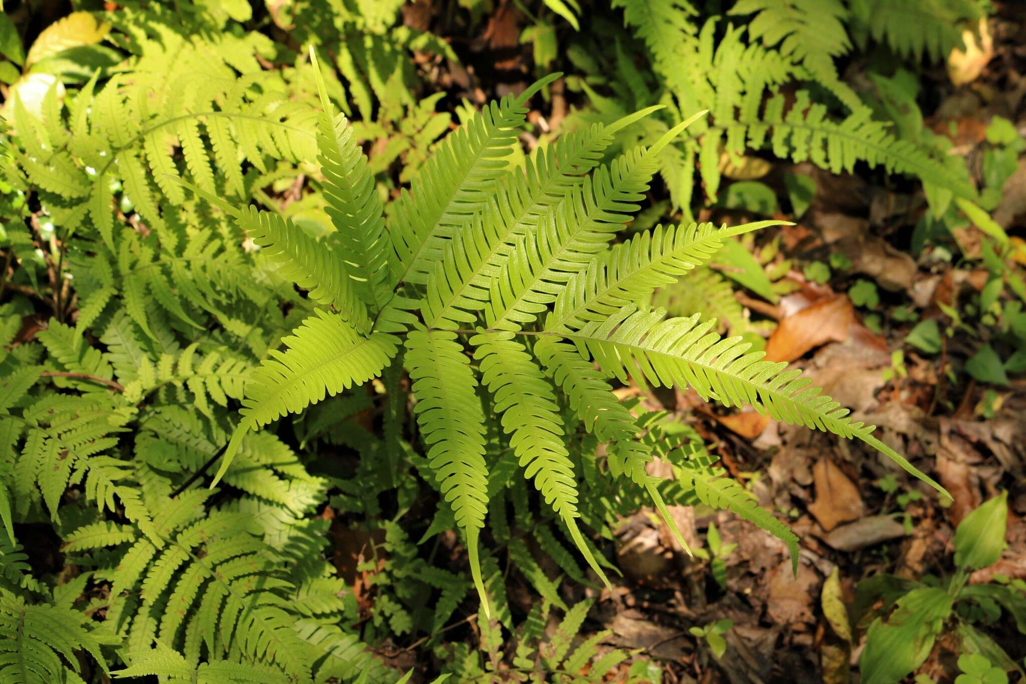 Слика од Pteris amoena Bl.