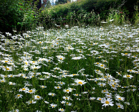 Image of Oxeye Daisy