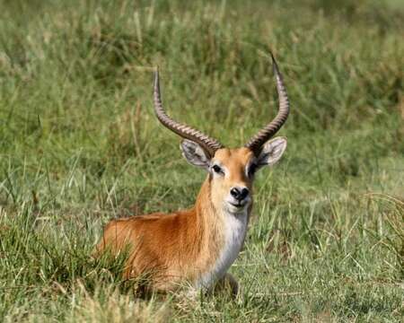 Image of Red Lechwe