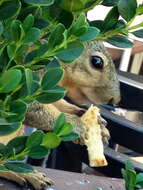 Image of Sciurus subgen. Sciurus Linnaeus 1758