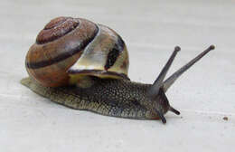 Image of Brown Lipped Snail