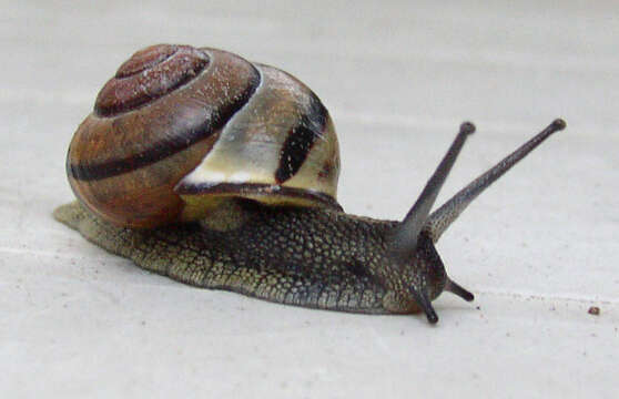 Image of Brown Lipped Snail