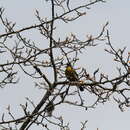 Image of Collared Grosbeak